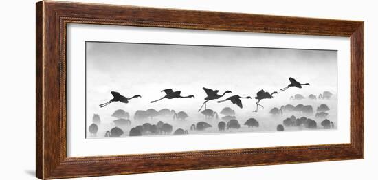 Flamingos Landing, Kenya-null-Framed Photographic Print