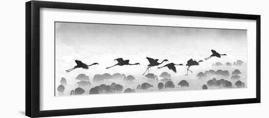 Flamingos Landing, Kenya-null-Framed Photographic Print