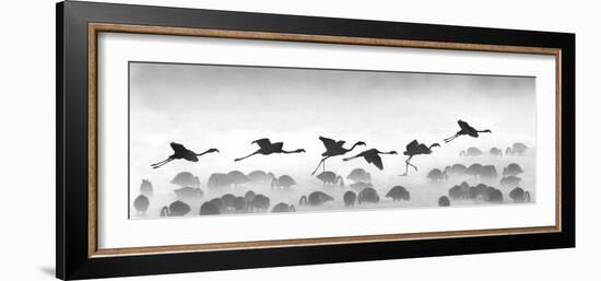 Flamingos Landing, Kenya-null-Framed Photographic Print