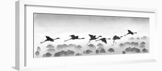 Flamingos Landing, Kenya-null-Framed Photographic Print