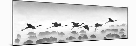Flamingos Landing, Kenya-null-Mounted Photographic Print