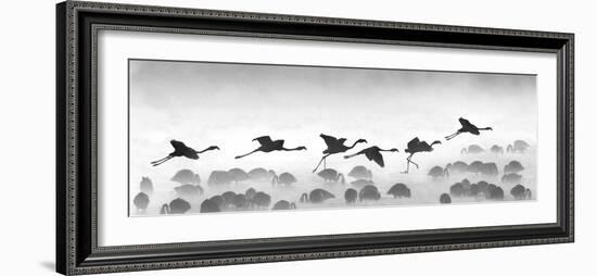 Flamingos Landing, Kenya-null-Framed Photographic Print