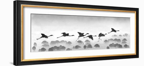 Flamingos Landing, Kenya-null-Framed Photographic Print