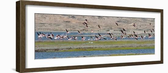 Flamingos, Luderitz Bay, Karas Region, Namibia-Keren Su-Framed Photographic Print
