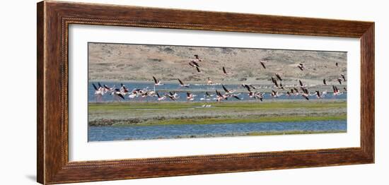 Flamingos, Luderitz Bay, Karas Region, Namibia-Keren Su-Framed Photographic Print