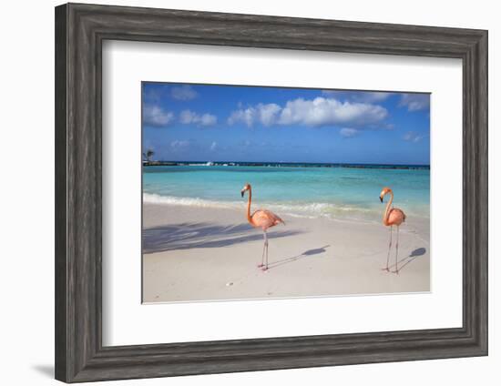 Flamingos on Flamingo Beach, Renaissance Island, Oranjestad, Aruba, Lesser Antilles-Jane Sweeney-Framed Photographic Print