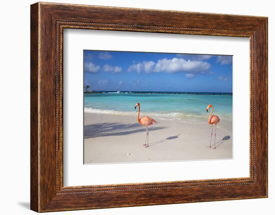 Flamingos on Flamingo Beach, Renaissance Island, Oranjestad, Aruba, Lesser Antilles-Jane Sweeney-Framed Photographic Print