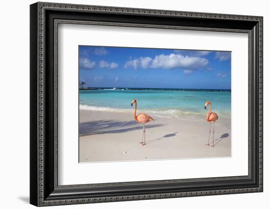 Flamingos on Flamingo Beach, Renaissance Island, Oranjestad, Aruba, Lesser Antilles-Jane Sweeney-Framed Photographic Print