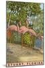 Flamingos, Stuart, Florida-null-Mounted Art Print