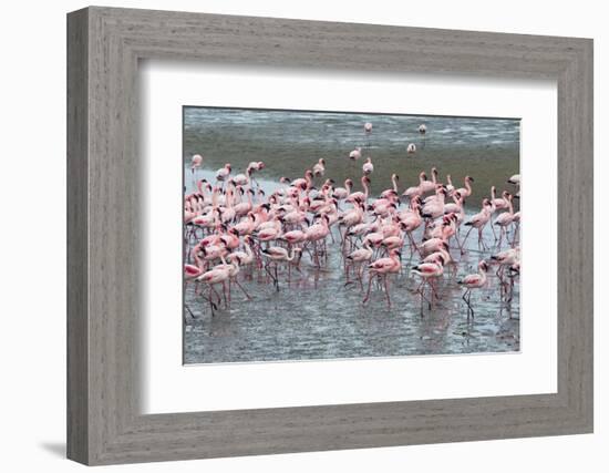 Flamingos, Walvis Bay, Erongo Region, Namibia-Keren Su-Framed Photographic Print