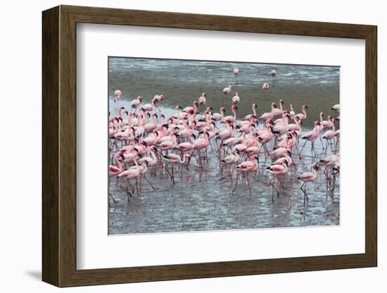 Flamingos, Walvis Bay, Erongo Region, Namibia-Keren Su-Framed Photographic Print