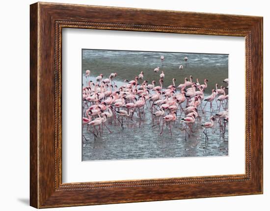 Flamingos, Walvis Bay, Erongo Region, Namibia-Keren Su-Framed Photographic Print
