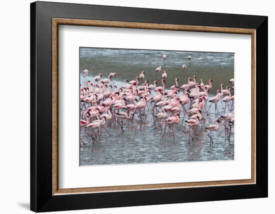 Flamingos, Walvis Bay, Erongo Region, Namibia-Keren Su-Framed Photographic Print