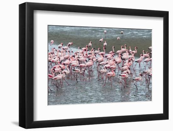 Flamingos, Walvis Bay, Erongo Region, Namibia-Keren Su-Framed Photographic Print