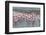 Flamingos, Walvis Bay, Erongo Region, Namibia-Keren Su-Framed Photographic Print