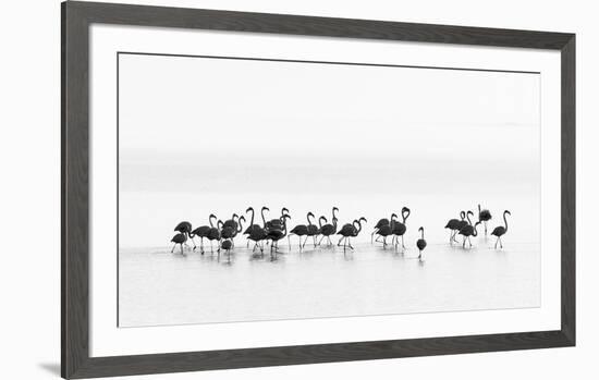 Flamingos-Joan Gil Raga-Framed Art Print