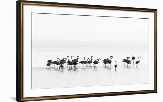 Flamingos-Joan Gil Raga-Framed Art Print