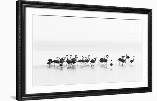 Flamingos-Joan Gil Raga-Framed Art Print