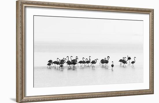 Flamingos-Joan Gil Raga-Framed Giclee Print