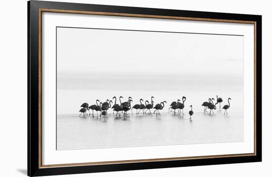 Flamingos-Joan Gil Raga-Framed Giclee Print