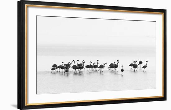 Flamingos-Joan Gil Raga-Framed Giclee Print