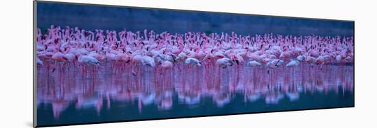 Flamingos-David Hua-Mounted Photographic Print