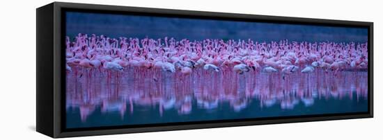 Flamingos-David Hua-Framed Premier Image Canvas