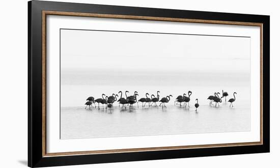 Flamingos-Joan Gil Raga-Framed Photographic Print