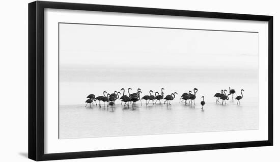 Flamingos-Joan Gil Raga-Framed Photographic Print