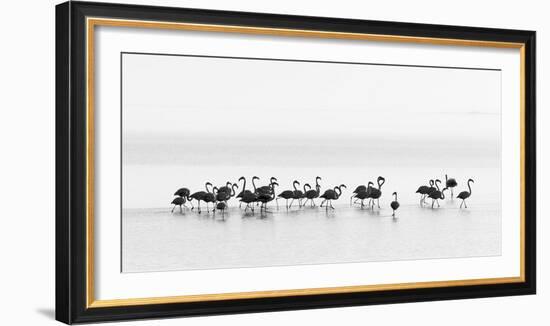 Flamingos-Joan Gil Raga-Framed Photographic Print