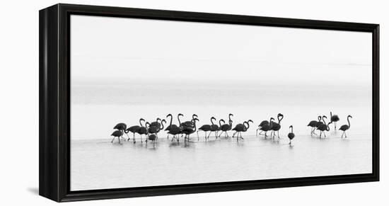 Flamingos-Joan Gil Raga-Framed Premier Image Canvas