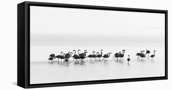 Flamingos-Joan Gil Raga-Framed Premier Image Canvas