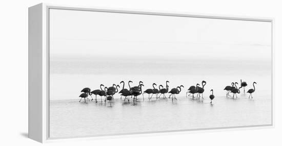 Flamingos-Joan Gil Raga-Framed Premier Image Canvas