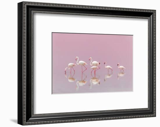 Flamingos-Eiji Itoyama-Framed Photographic Print