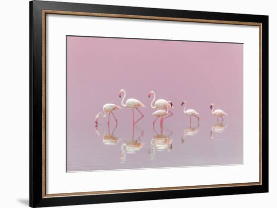 Flamingos-Eiji Itoyama-Framed Premium Photographic Print