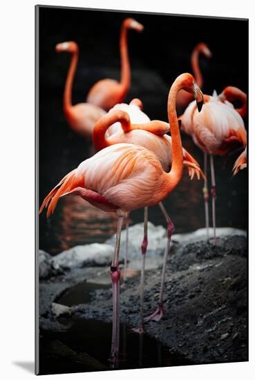 Flamingos-Lantern Press-Mounted Art Print