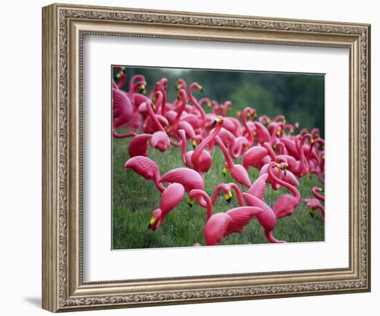 Flamingos-John Gusky-Framed Photographic Print