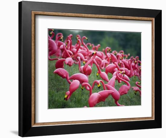 Flamingos-John Gusky-Framed Photographic Print