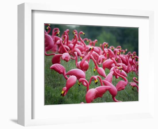 Flamingos-John Gusky-Framed Photographic Print