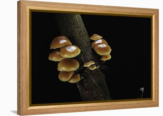 Flammulina Velutipes (Winter Mushroom, Velvet Shank, Enoki, Lily Mushroom)-Paul Starosta-Framed Premier Image Canvas