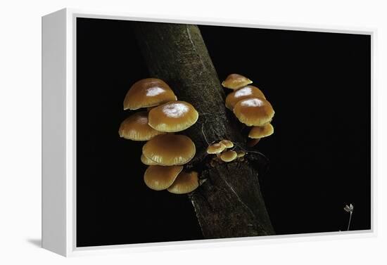 Flammulina Velutipes (Winter Mushroom, Velvet Shank, Enoki, Lily Mushroom)-Paul Starosta-Framed Premier Image Canvas