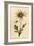 Flannel Flower, Actinotus Helianthi. ,1800 (Engraving)-Thomas Watling-Framed Giclee Print