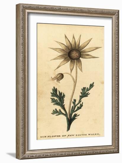 Flannel Flower, Actinotus Helianthi. ,1800 (Engraving)-Thomas Watling-Framed Giclee Print