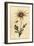 Flannel Flower, Actinotus Helianthi. ,1800 (Engraving)-Thomas Watling-Framed Giclee Print