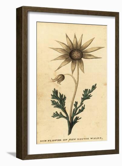 Flannel Flower, Actinotus Helianthi. ,1800 (Engraving)-Thomas Watling-Framed Giclee Print