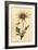 Flannel Flower, Actinotus Helianthi. ,1800 (Engraving)-Thomas Watling-Framed Giclee Print