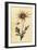 Flannel Flower, Actinotus Helianthi. ,1800 (Engraving)-Thomas Watling-Framed Giclee Print