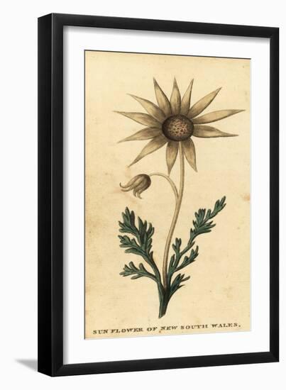 Flannel Flower, Actinotus Helianthi. ,1800 (Engraving)-Thomas Watling-Framed Giclee Print