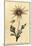 Flannel Flower, Actinotus Helianthi. ,1800 (Engraving)-Thomas Watling-Mounted Giclee Print