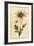 Flannel Flower, Actinotus Helianthi. ,1800 (Engraving)-Thomas Watling-Framed Giclee Print